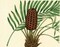 Palmetto III Poster Print by Zachary Alexander - Item # VARPDXCC3022
